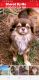 Chihuahua Puppies for sale in Williston, FL 32696, USA. price: $2,500