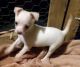 Chihuahua Puppies for sale in Pangburn, AR 72121, USA. price: $400