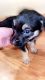 Chihuahua Puppies for sale in Fountain Hills, AZ 85268, USA. price: $200