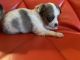 Chihuahua Puppies for sale in Dallas, TX, USA. price: $500