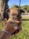 Chihuahua Puppies for sale in Largo, FL, USA. price: $1,500