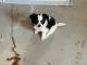 Chihuahua Puppies for sale in Locust Grove, OK 74352, USA. price: $500