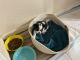 Chihuahua Puppies for sale in Locust Grove, OK 74352, USA. price: $500