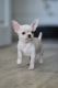 Chihuahua Puppies for sale in 3340 Cauble Rd, Salisbury, NC 28144, USA. price: NA