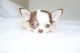 Chihuahua Puppies for sale in Orlando, FL, USA. price: $9,000