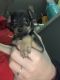 Chihuahua Puppies for sale in 5726 W Mt Houston Rd, Houston, TX 77088, USA. price: NA