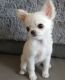 Chihuahua Puppies for sale in 1549 E Main St, El Cajon, CA 92021, USA. price: $170