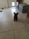 Chihuahua Puppies for sale in Palm Bay Rd NE, Palm Bay, FL, USA. price: NA