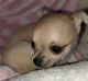 Chihuahua Puppies for sale in Texas City, TX, USA. price: $350