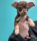 Chihuahua Puppies for sale in Robertson County, KY, USA. price: $600