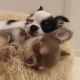 Chihuahua Puppies for sale in Chicago, IL, USA. price: $450