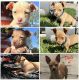 Chihuahua Puppies for sale in 1506 W Raymar St, Santa Ana, CA 92703, USA. price: $300