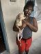 Chihuahua Puppies for sale in Orlando, FL, USA. price: $250