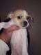 Chihuahua Puppies for sale in Arlington, WA, USA. price: $400