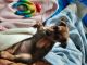 Chihuahua Puppies for sale in Battle Ground, WA 98604, USA. price: $650