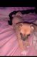 Chihuahua Puppies for sale in Sacramento, CA, USA. price: $400