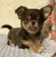 Chihuahua Puppies for sale in Montana City, MT, USA. price: $4,550