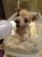 Chihuahua Puppies for sale in Longview, TX, USA. price: $2,000