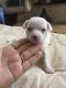 Chihuahua Puppies for sale in Chandler, AZ, USA. price: NA