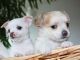 Chihuahua Puppies for sale in Orlando, FL, USA. price: $700
