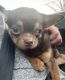 Chihuahua Puppies for sale in Manchester, NH, USA. price: $1,800
