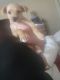Chihuahua Puppies for sale in Suisun City, CA, USA. price: $400
