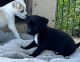 Chihuahua Puppies for sale in 5908 20th St, Rio Linda, CA 95673, USA. price: $280