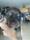 Chihuahua Puppies for sale in Hollywood, FL, USA. price: $1,250