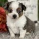Chihuahua Puppies for sale in Montana City, MT, USA. price: $3,450