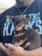 Chihuahua Puppies for sale in Wichita Falls, TX, USA. price: $1,500