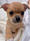 Chihuahua Puppies for sale in Sacramento, CA, USA. price: $600