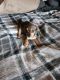 Chihuahua Puppies for sale in Buckeye, AZ, USA. price: $25