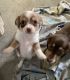 Chihuahua Puppies for sale in Dover, OH, USA. price: $1,050