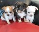 Chihuahua Puppies for sale in Dallas, TX, USA. price: $400