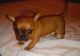 Chihuahua Puppies for sale in Satsuma, FL 32189, USA. price: $400