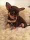 Chihuahua Puppies for sale in New York, NY, USA. price: $300