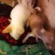 Chihuahua Puppies for sale in Kokomo, IN, USA. price: NA