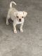 Chihuahua Puppies for sale in San Bernardino, CA 92404, USA. price: $30