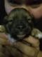 Chihuahua Puppies for sale in Wauchula, FL 33873, USA. price: NA