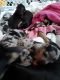 Chihuahua Puppies for sale in Eaton, OH 45320, USA. price: $500