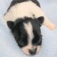 Chihuahua Puppies for sale in Montana City, MT, USA. price: $3,199