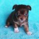 Chihuahua Puppies for sale in Montana City, MT, USA. price: $1,600
