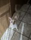 Chihuahua Puppies for sale in 2055 Forest Lake Dr, East Stroudsburg, PA 18302, USA. price: NA