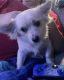 Chihuahua Puppies for sale in 2055 Forest Lake Dr, East Stroudsburg, PA 18302, USA. price: NA