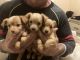 Chihuahua Puppies for sale in Medford, MA, USA. price: $600