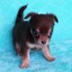Chihuahua Puppies for sale in Montana City, MT, USA. price: $1,099