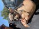 Chihuahua Puppies for sale in Plant City, FL 33563, USA. price: $1,600