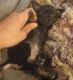 Chihuahua Puppies for sale in Stillwater, OK, USA. price: NA