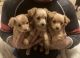 Chihuahua Puppies for sale in Medford, MA, USA. price: $600