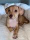 Chihuahua Puppies for sale in Homer Glen, IL 60441, USA. price: NA